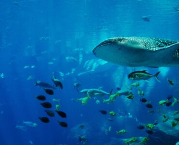 Rekiny w Port Ghalib