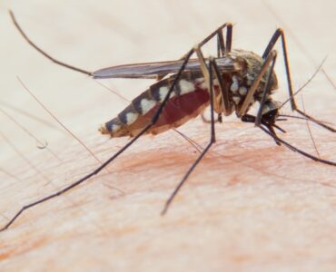 Czy są komary w Port Ghalib?