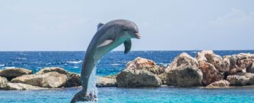 Delfiny w Port Ghalib – gdzie i jak je zobaczyć?