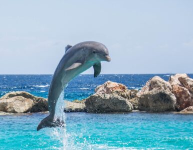 Delfiny w Port Ghalib – gdzie i jak je zobaczyć?